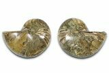 Jurassic Cut & Polished Nautilus (Cymatoceras) Fossil -Madagascar #365510-1